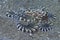 Mimic Octopus, Sogod Bay, Padre Burgos, Leyte, Philippines, Asia