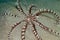 Mimic octopus (thaumoctopus mimicus) in the Red Sea.