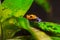 Mimic Poison Frog or poison arrow frog