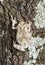 Mimicry of Cope\'s gray tree frog Hyla chrysoscelis, versicoloro