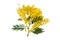 Mimosa or acacia dealbata yellow flowers isolated on white
