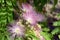 Mimosa Albizia julibrissin foliage