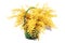 Mimosa bouquet isolated.