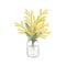 Mimosa branch in a glass jar. Yellow mimosa flowers with leaves. Spring flowers