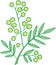 Mimosa branch. Isolated doodle and cartoon floral element. Vector illustration