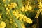 Mimosa Bush to give all women during international women\'s day