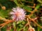 Mimosa diplotricha or indigo grass blooms in the garden