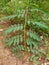 Mimosa diplotricha plant growing in the yard