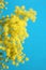 Mimosa flower isolated on blue