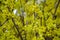 Mimosa flower or silver wattle yellow spring flowers tree on the vibrant background