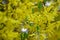 Mimosa flower or silver wattle yellow spring flowers tree on the vibrant background