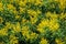 Mimosa flowers branches. Acacia derwentii with yellow flowers