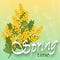 Mimosa on light background. Spring yellow flowers. Template for spring holidays, banner social network. Spring time. Vector