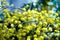 Mimosa. Mimosa flowers. Yellow flowers. Spring flowers. A sprig of mimosa. Yellow mugs.