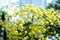 Mimosa. Mimosa flowers. Yellow flowers. Spring flowers. A sprig of mimosa. Yellow mugs.