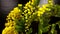 Mimosa. Mimosa Spring Flowers Easter background. Blooming mimosa tree.