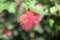 Mimosa pink flower