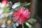 Mimosa pink flower
