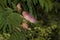 Mimosa Pink Silk Tree - Albizia julibrissin