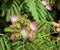 Mimosa Pink Silk Tree - Albizia julibrissin