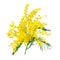 Mimosa plant with round fluffy yellow flowers isolated on white