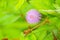 mimosa plant, sensitive plant or putri malu or sleepy plant Mimosa pudica on park flower of sensitive plan.