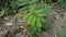 Mimosa pudica, also called sensitive plant, sleepy plant, action plant, touch-me-not, shame plant, zombie plant, bashful mimosa