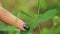 Mimosa pudica closes when the girl touching leaves