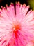 mimosa pudica flower that is blooming, has pink petals with a shape like a collection of threads that form a ball