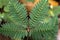 Mimosa pudica green leaves from Indonesia