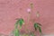 Mimosa pudica (impatiens) flower of the genus Mimosa