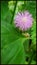 Mimosa Pudica, mimosa flower, Touch Me Not