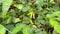 Mimosa Pudica Plant [Nidikumba] - healthy plant