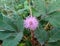 Mimosa pudica or shame plant blossoms in the morning