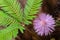 Mimosa pudica showing flower head and leaves
