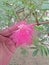 MIMOSA PUDICA /TICKLE ME PLANT