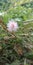 Mimosa pudica.to srilanka fowler at home
