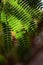 Mimosa pudica tree leaf macro close up shot summer day time