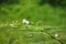 Mimosa Pudica wildly grown surrounding the bushes