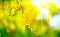 Mimosa. Spring Easter background. Blooming mimosa tree