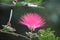 Mimosa tree blossom or powderpuff bloom , Calliandra Surinamensis, Mimosaceae family, Pink powder puff, Surinamese stickpea,