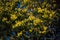 Mimosa trees with yellow flowers, Tanneron, France