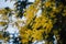 Mimosa trees with yellow flowers, Tanneron, France