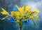 Mimosa twigs and cornflowers close-up on a blue background