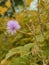 Mimosoideae flower outdoor nature 4k image