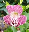 Mimulus spotted flower