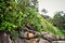 Mimusops coriacea with ripe fruits among the stones on the coast