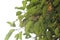 Mimusops Elengi or Bullet Wood, Headland Flower, Medlar, Mimusops, Spanish Cherry, Tanjong Tree