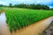 `Mina Padi` cultivation in rice fields is a combination of planting rice and fish farming