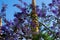 minaret of a mosque behind blue tree blossom